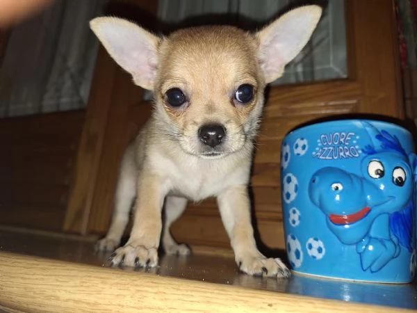 Disponibile cucciolo maschio chihuahua  | Foto 2