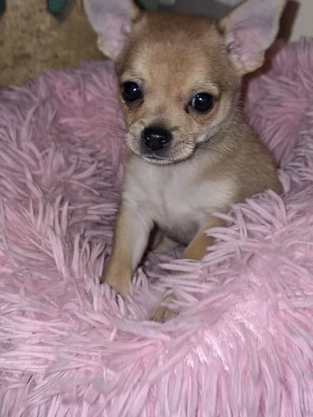 Disponibile cucciolo maschio chihuahua  | Foto 1