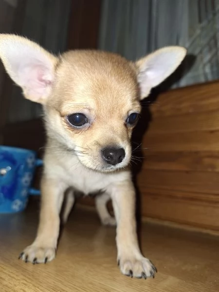 Disponibile cucciolo maschio chihuahua  | Foto 0