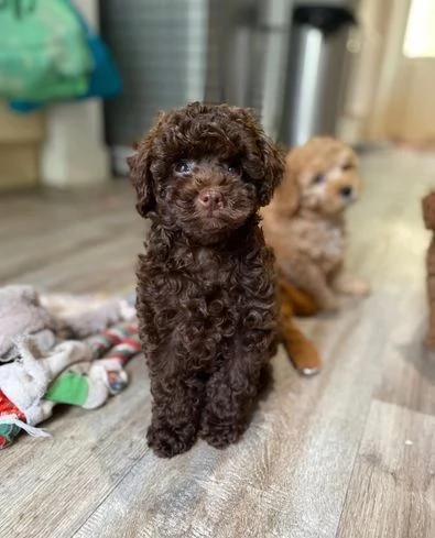 regala cuccioli di barboncino maschi e femmine | Foto 2