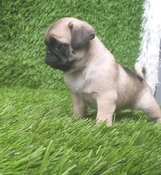 regala cuccioli di Carlino maschi e femmine | Foto 1