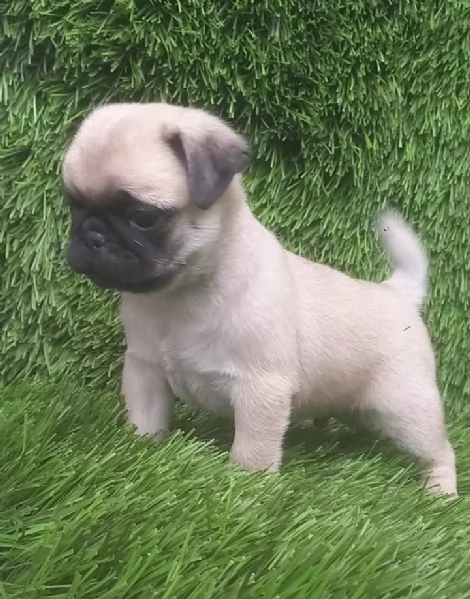 regala cuccioli di Carlino maschi e femmine | Foto 0