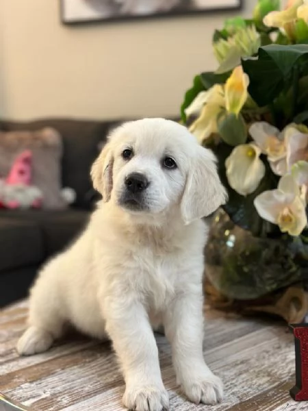 Due cuccioli di Golden Retriever cercano casa | Foto 0