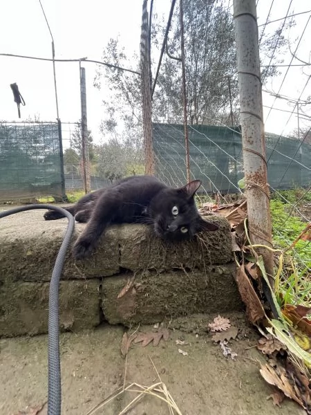 Gatto cucciolo 