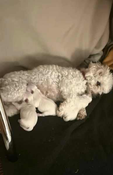 cuccioli di Bichon maltese