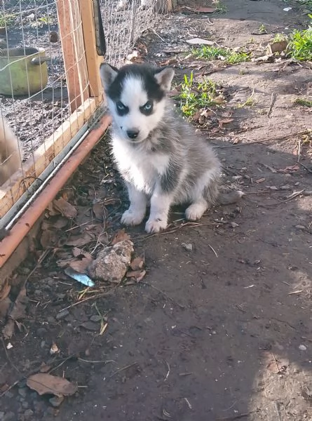 Cuccioli di husky 