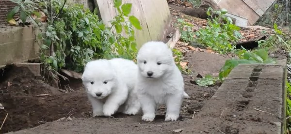 Cucciolo cane Pastore Maremmano Abruzzese | Foto 4