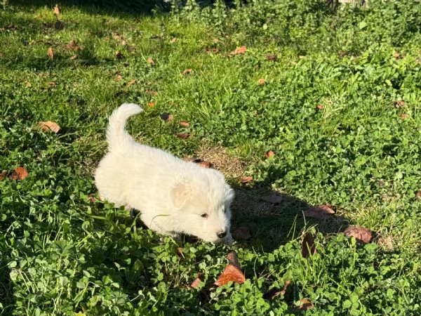 Cucciolo cane Pastore Maremmano Abruzzese | Foto 3