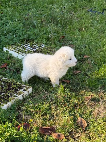 Cucciolo cane Pastore Maremmano Abruzzese | Foto 2