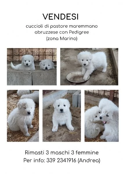 Cucciolo cane Pastore Maremmano Abruzzese | Foto 1