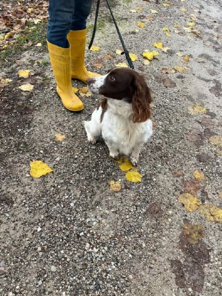 CANE DA COMPAGNIA | Foto 1