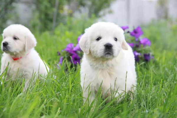 Due cuccioli di Golden Retriever ti aspettano | Foto 0