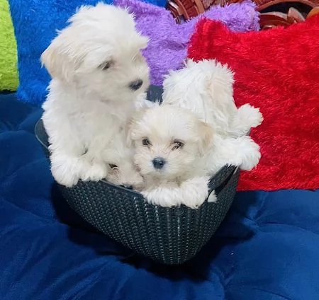 Cuccioli di razza Maltese Toy | Foto 0