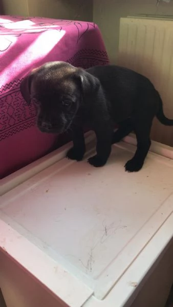 Regalo cuccioli di cane meticci Labrador  Spinona 