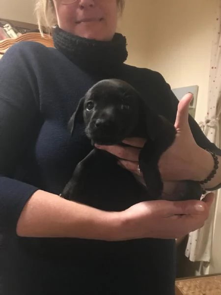 Regalo cuccioli di cane meticci Labrador  Spinona  | Foto 3