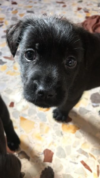 Regalo cuccioli di cane meticci Labrador  Spinona  | Foto 1