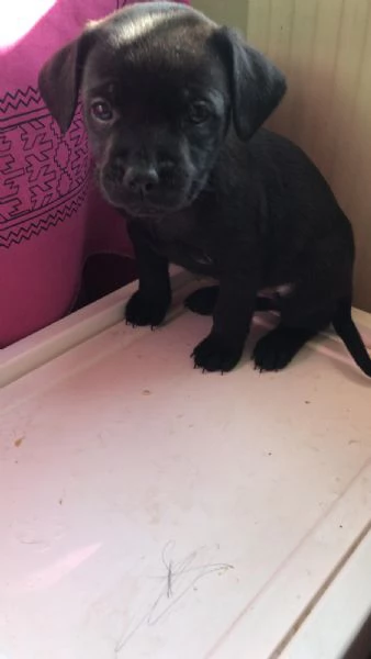 Regalo cuccioli di cane meticci Labrador  Spinona  | Foto 0