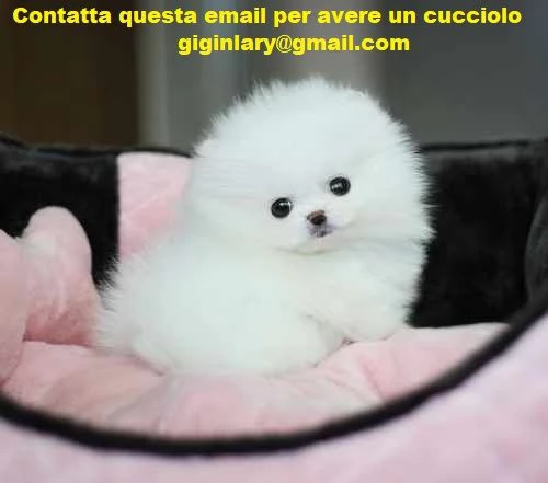 cuccioli di spitz di pomeranian