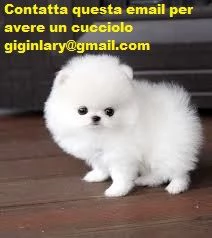 fantastico cuccioli di volpino di pomeranian