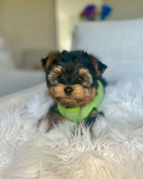 teacup yorkie puppy