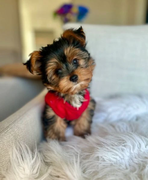 teacup yorkie puppy