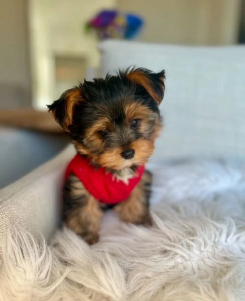 teacup yorkie puppy | Foto 0