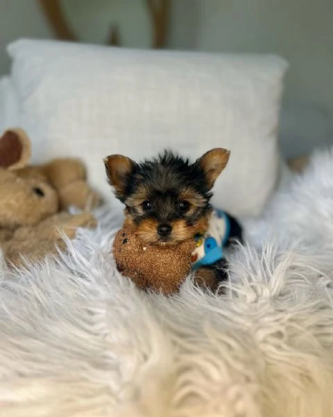 Teacup yorkie puppy