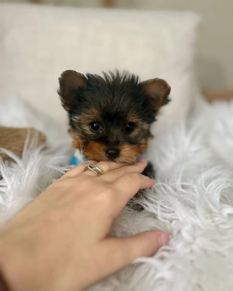 Teacup yorkie puppy