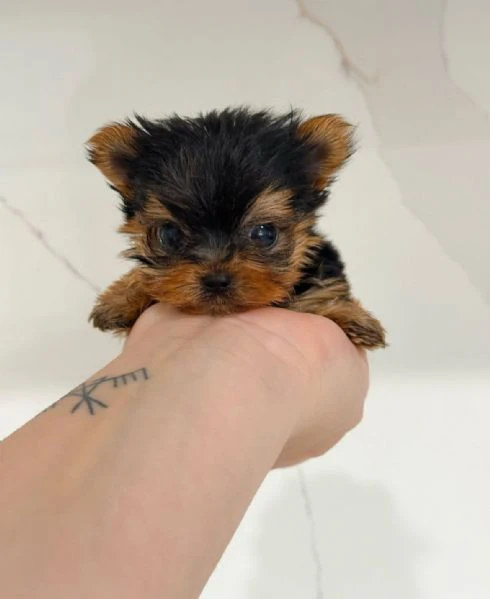 Teacup yorkie puppy  | Foto 0