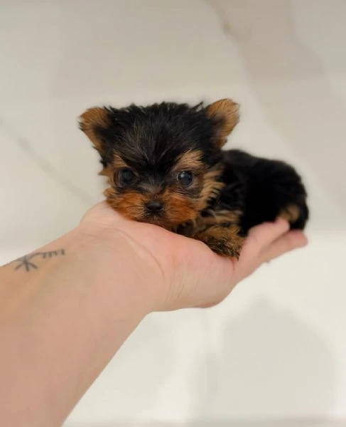 Teacup yorkie puppy 