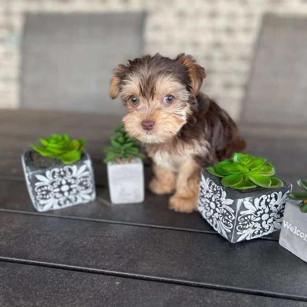 Teacup yorkie puppy  | Foto 3