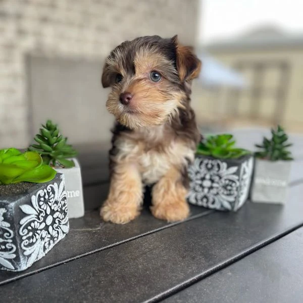 Teacup yorkie puppy  | Foto 2