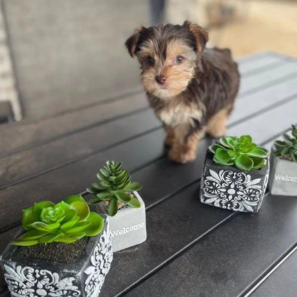 Teacup yorkie puppy 