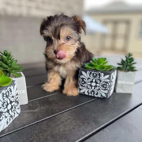 Teacup yorkie puppy  | Foto 1