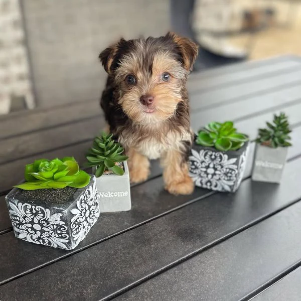 Teacup yorkie puppy  | Foto 0