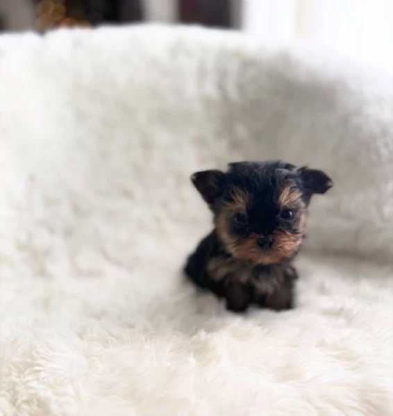 Teacup yorkies puppy | Foto 2