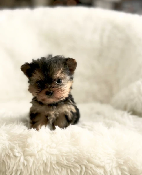 Teacup yorkies puppy | Foto 1