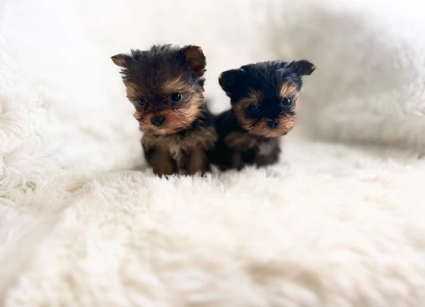 Teacup yorkies puppy | Foto 0