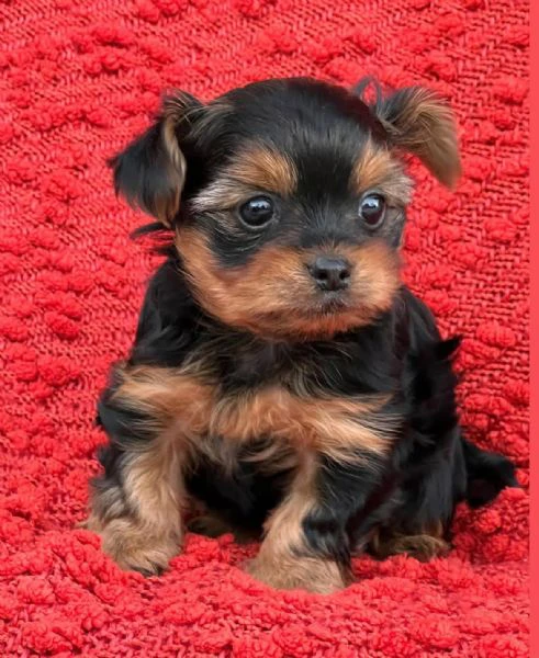 Teacup yorkie | Foto 2