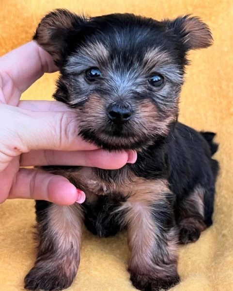 Teacup yorkie