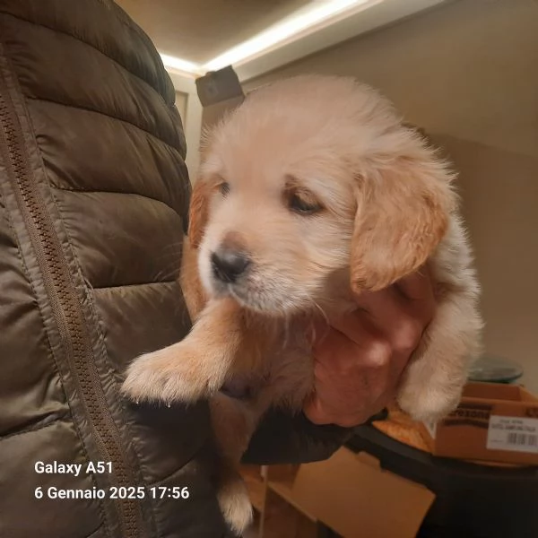 Cuccioli golden retriver 