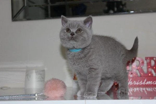 Due cucciole british shorthair