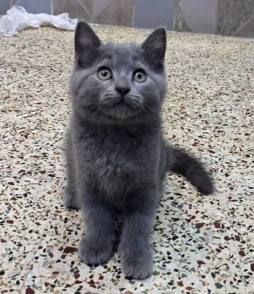 Bellissime cucciolate di british shorthair | Foto 0