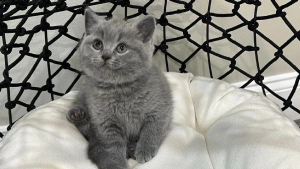 Gatti British shorthair