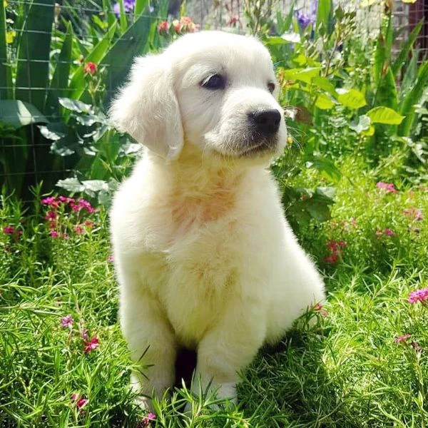 Meravigliosi cuccioli di Golden retriever | Foto 0