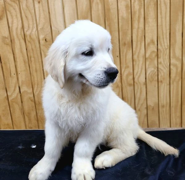 Cuccioli maschi di Golden Retriever