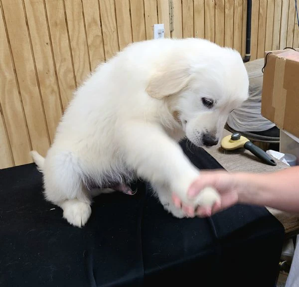 Cuccioli maschi di Golden Retriever | Foto 0