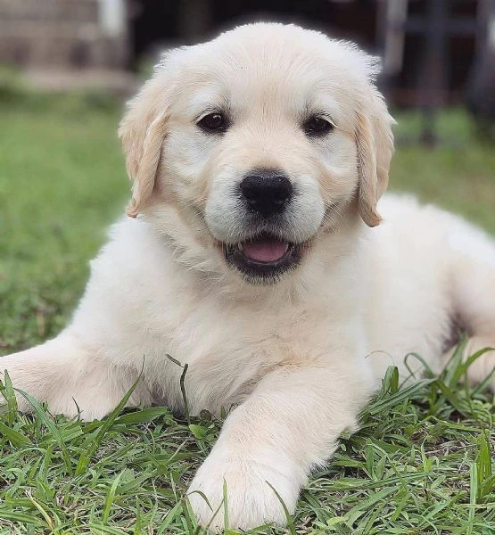 Due cuccioli di Golden Retriever ti aspettano | Foto 0