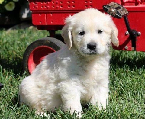 Due cuccioli di Golden Retriever ti aspettano