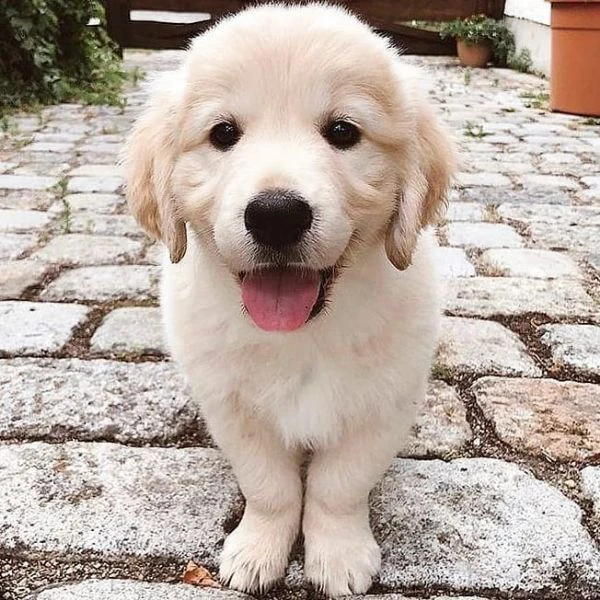 Cucciole di Golden retriever di circa 3 mesi